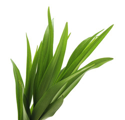 Bunch of green grass.