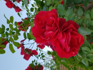 Two scarlet roses on a bush in the day, close-up