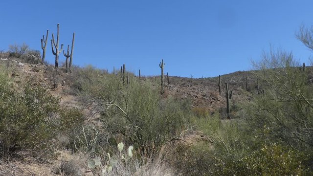 Arizona, Desert, Saguaro cactus and trees on a hill near Bisbee, Arizona
