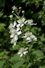 fiore di rovo (Rubus caesius)