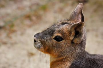Naklejka na ściany i meble Portrait of Patagonian Cavy Mara (dolichotis mammal)