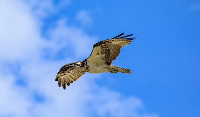 Seahawk in flight 