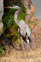 Great blue heron, seen in the wild in North California 
