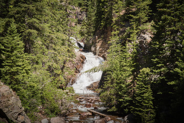 A river running through a forest near Vail, Colorado during summer.  - obrazy, fototapety, plakaty