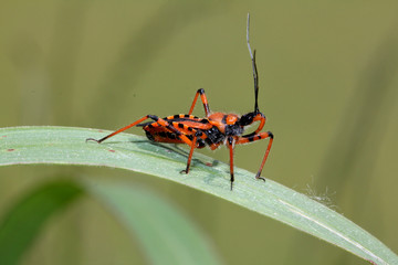 cimice rossonera dal grande rostro (Rhynocoris rubricus)