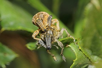 curculionidi in accoppiamento (Cleonis pigra)