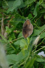 Grey butterfly on a leaf