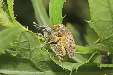 curculionidi in accoppiamento (Cleonis pigra)