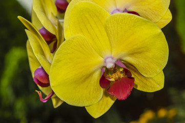flower of a jolly orchid