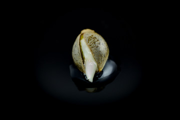 Wet Cannabis seed macro view - germintaion of cannabis seeds, sprouting.