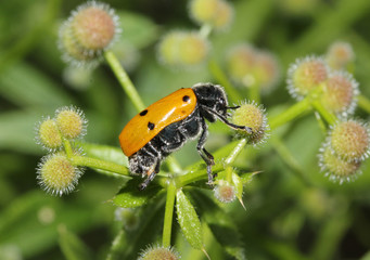 crisomelide punteggiato (Lacnaea sexpunctata)