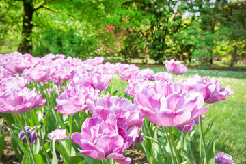 Beautiful, colorful bouquet blooming of tulips fields, spring tulip blossom flowers background.
