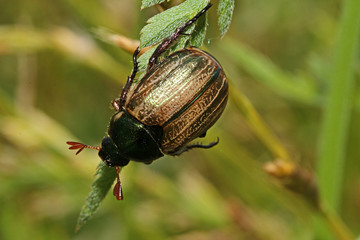 piccolo scarabeide dai colori metallici (Mimela junii)