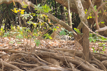 Jaguar from Pantanal, Brazil