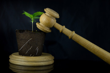 Cannabis plant on the sound block with wooden judge hammer on the black mirror background - Legality of cannabis, legal and illegal growing cannabis plants on the world.