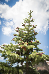 Close up on growing pine needles in the mountains near Vail, Colorado. 