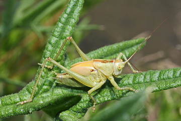 grande cavalletta verde dalle lunghe antenne (Tettigonia viridissima - subadulto)