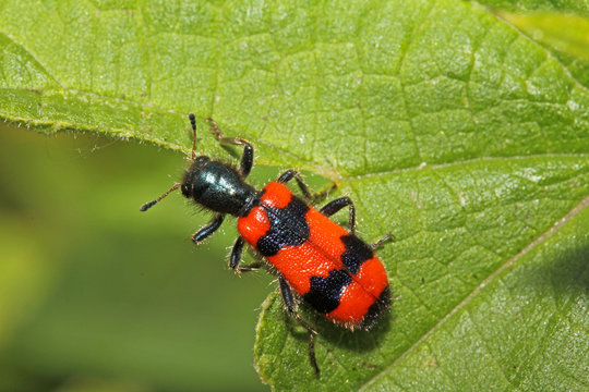 tricode (Trichodes apiarius)