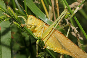 grande cavalletta giallo-verde dalle lunghe antenne (Tettigonia viridissima)