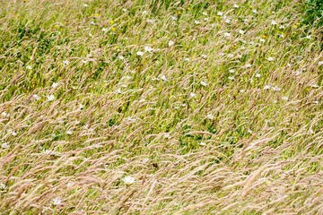 Summer meadow with wild flowers and grass