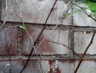 Mauer mit Rankpflanzen 