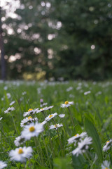 Field of Daisies