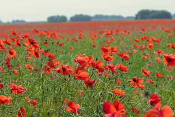 field of Poppies and corn-flowers