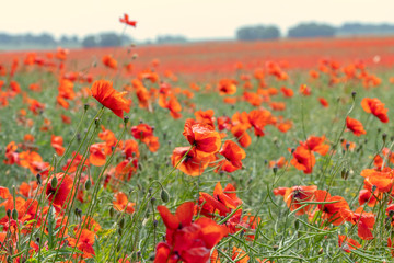 field of Poppies and corn-flowers