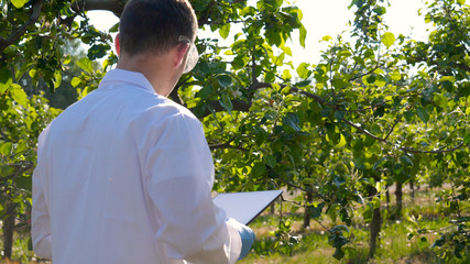 A young handsome (male) biologist or agronomist, working in a tablet, wearing a white coat, wearing goggles, wearing blue rubber gloves, walks across the apple tree, the background of nature and green
