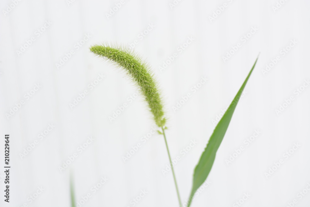 Poster green foxtail / background