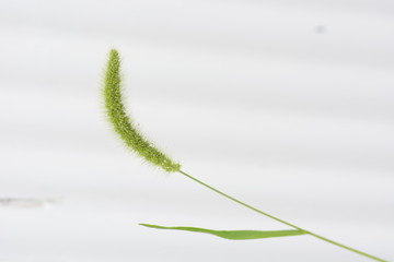 Green foxtail / Background