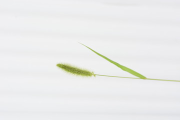 Green foxtail / Background