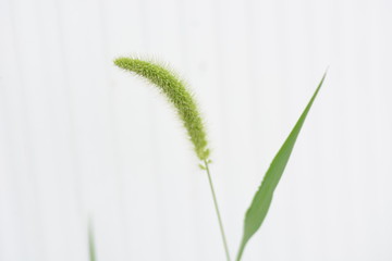 Green foxtail / Background