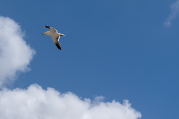 Fototapeta na wymiar Seagull in the deep blue sky