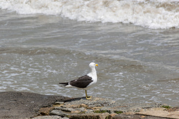 Contemplative Seagull