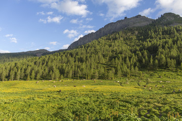 Fototapeta na wymiar San Pellegrino Pass, Moena, Trentino Alto Adige, Alps, Dolomites, Italy: Landscape at the San Pellegrino Pass (1918 m).It's a high mountain pass in the Italian Dolomites. Summer landscape in the Alps.