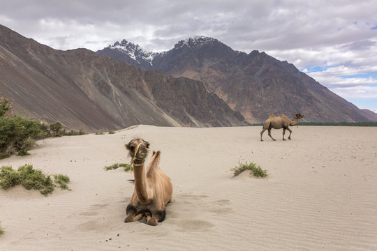 Camel safari in Nubra valley in Ladakh, India