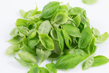 Fresh and young of green basil, basilico leaves isolated on white background.