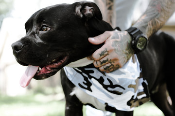 Black Pit Bull / American Staffordshire Terrier Puppy Being Held By Dad with Tattoos 