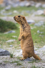 Cute brown Himalayan marmot near Pangong lake, Ladakh, India