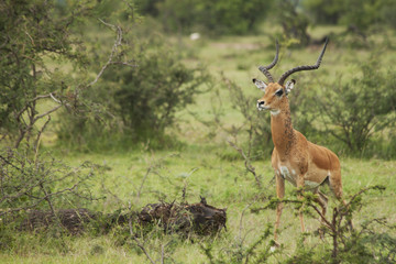 Impala on Guard