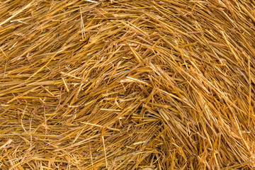 Field after harvest, Big round bales of straw