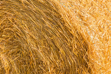 Field after harvest, Big round bales of straw