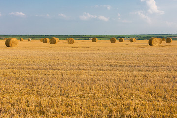 Fototapeta premium Field after harvest, Big round bales of straw