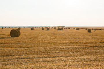 Fototapeta premium Field after harvest, Big round bales of straw