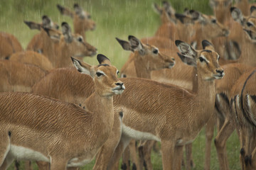 Close-Up of Impalas in the Rain