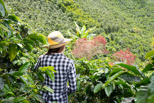 Woman With Hat On Coffee Farm