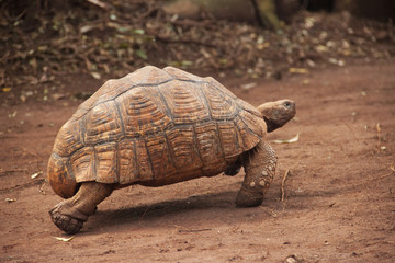 Leopard Tortoise