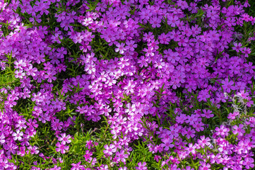 Fototapeta premium Pink blühende Frühlingswiese