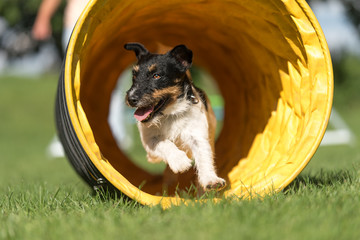 Dog runs through an agility tunnel - Jack Russell Terrier
